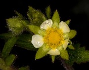 Potentilla glandulosa 19-4770